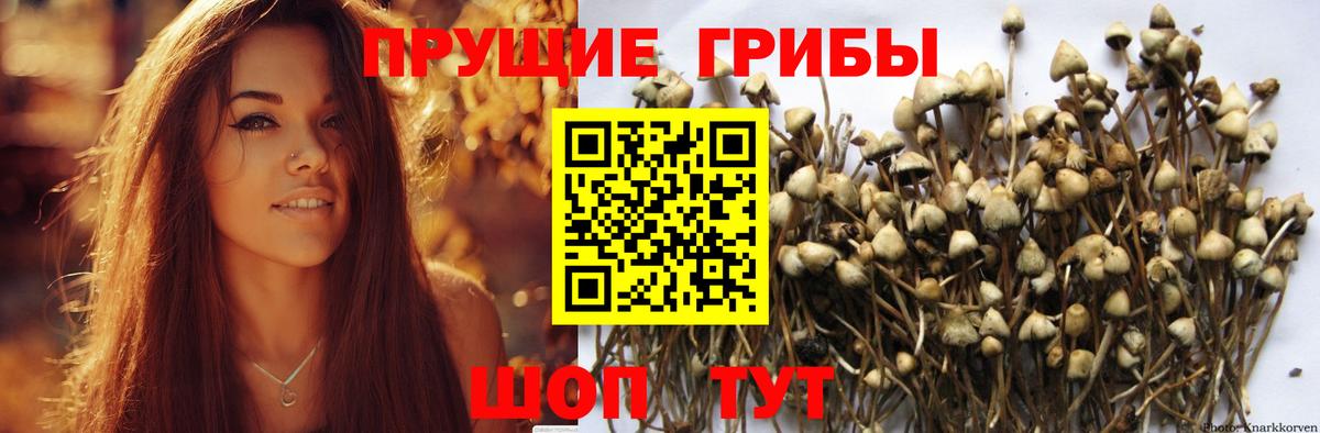 Галлюциногенные грибы мицелий  Галлюциногенные грибы Psilocybe  Вход с VPN  Белово 
